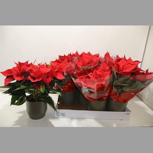 Arr Euphor P Chr Univers In Keramiek