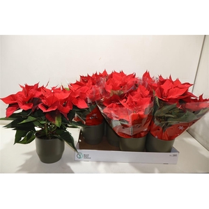 Arr Euphor P Chr Univers In Keramiek