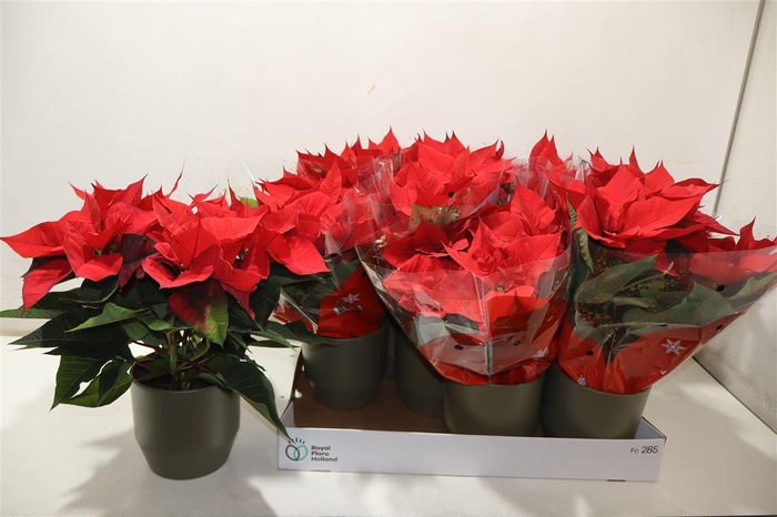 <h4>Arr Euphor P Chr Univers In Keramiek</h4>