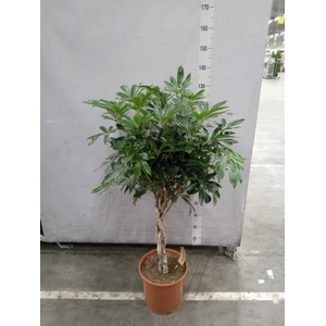 Schefflera arbor. 'Compacta'