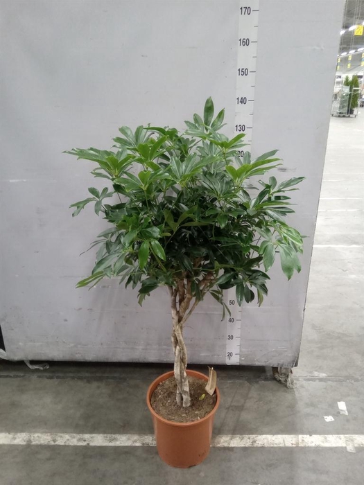 <h4>Schefflera arbor. 'Compacta'</h4>