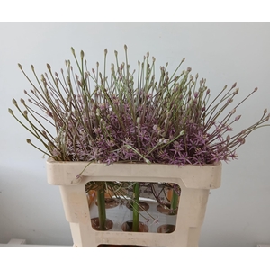 Allium Schubertii