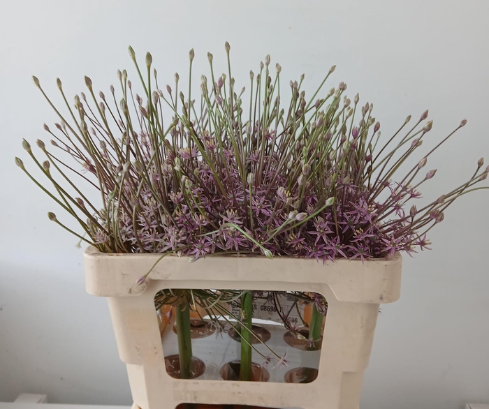 <h4>Allium Schubertii</h4>