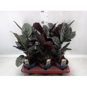 Calathea sanderiana