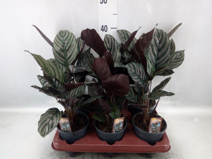 Calathea sanderiana