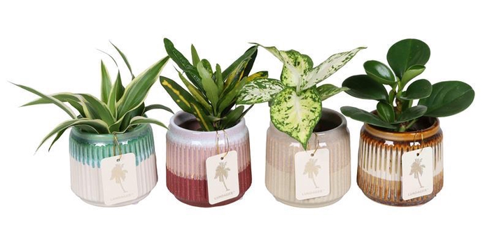 <h4>L 67374  Green MIX 6 cm</h4>