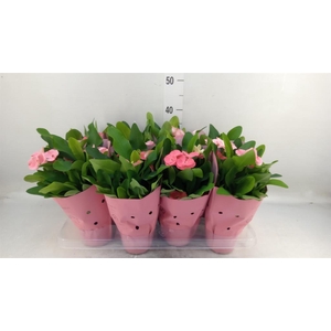 Euphorbia milii 'Charlotte'