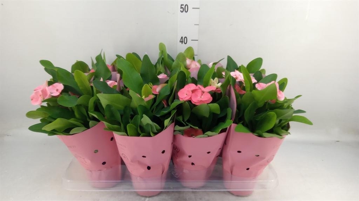 <h4>Euphorbia milii 'Charlotte'</h4>