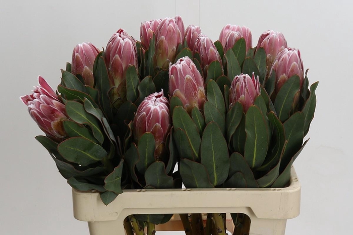 <h4>Protea Carnival</h4>