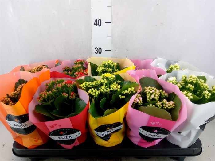 <h4>Kalanchoe blos.   ..rosebud rs fl 5</h4>