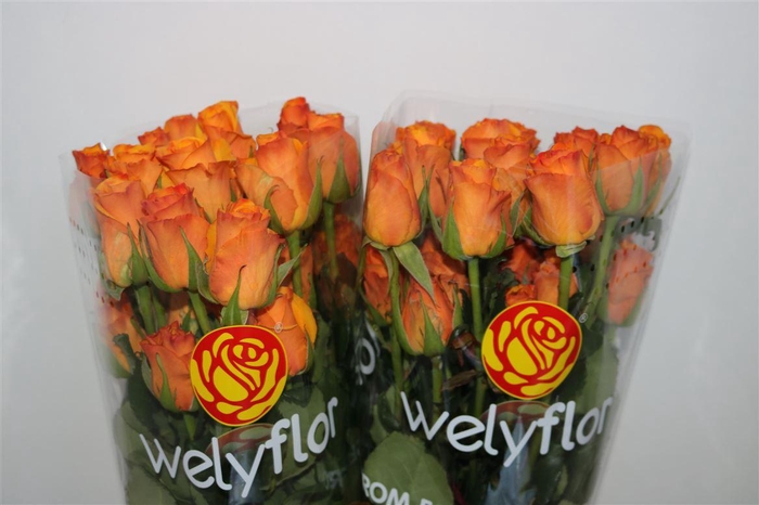 <h4>R Gr Tycoon</h4>