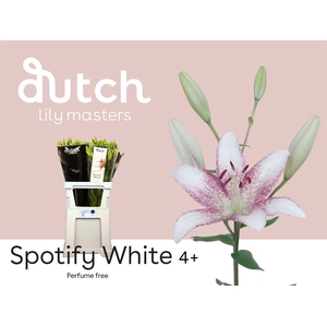 Li La Spotify White