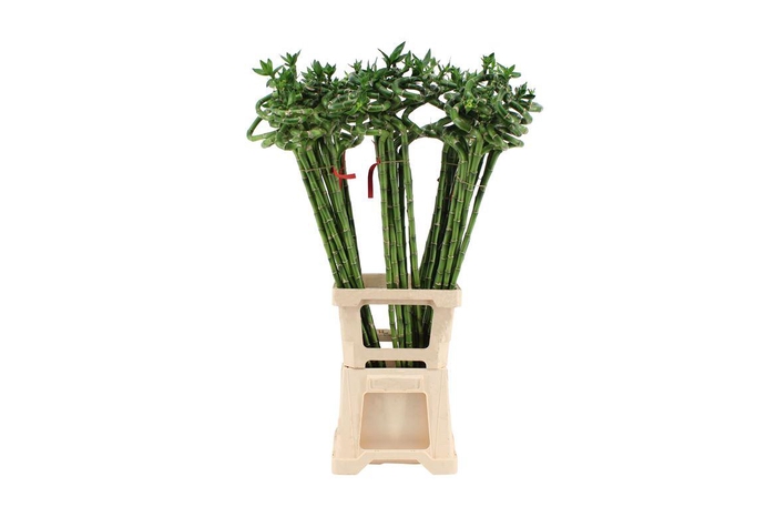 <h4>Lucky Bamboo Spiraal 90</h4>