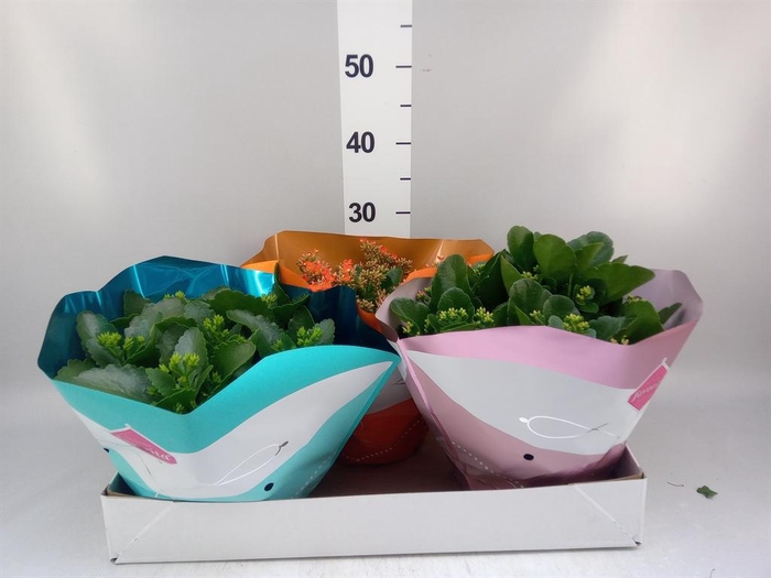 <h4>Kalanchoe blos.   ..mix 5</h4>