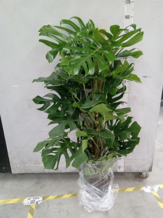 <h4>Monstera pertusum</h4>
