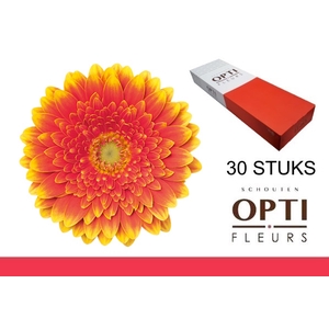 GE MI FRANKY-Doosx30