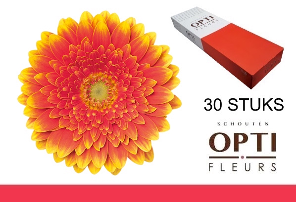 <h4>GE MI FRANKY-Doosx30</h4>