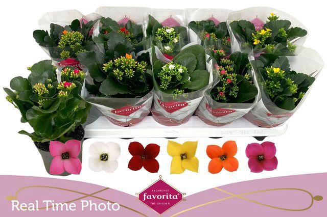 <h4>KAL EN GEM 6 KL</h4>