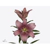 Li La Spotify Pink 4+ Lily Masters