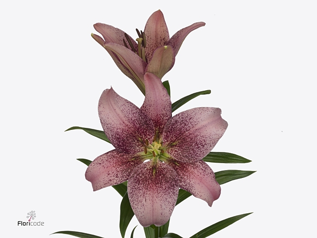 Li La Spotify Pink 4+ Lily Masters