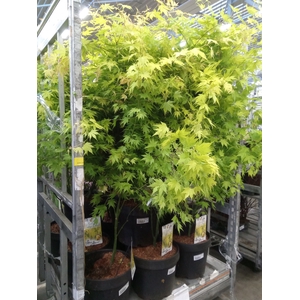 Acer palmatum 'Orange Dream'