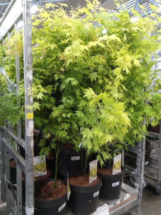 <h4>Acer palmatum 'Orange Dream'</h4>