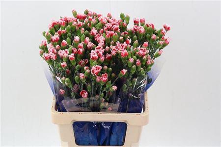 <h4>Di Tr Scarlette</h4>