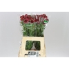 Scabiosa Atr Sw Che Scoop