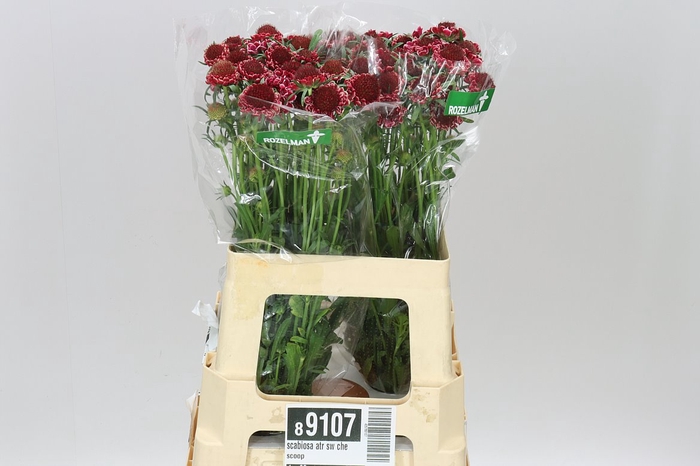 <h4>Scabiosa Atr Sw Che Scoop</h4>