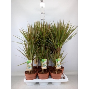 Dracaena marg. 'Bicolor'