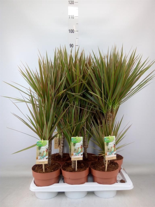 <h4>Dracaena marg. 'Bicolor'</h4>