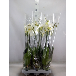 Phalaenopsis   ...white