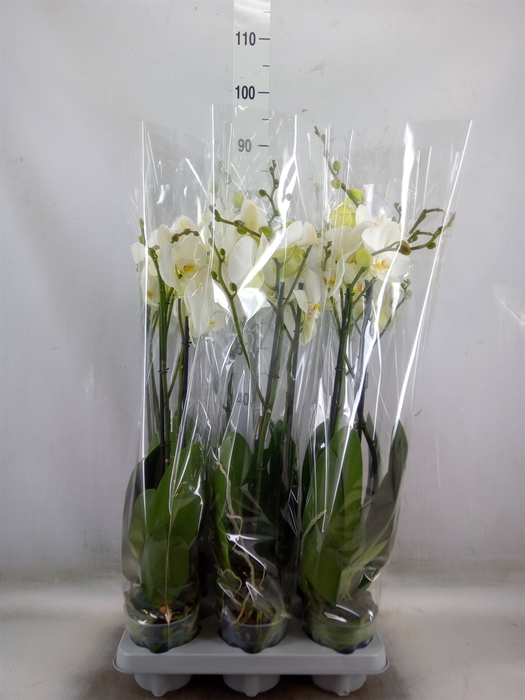 <h4>Phalaenopsis   ...white</h4>