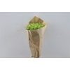Dried Glixia Apple Green Bunch