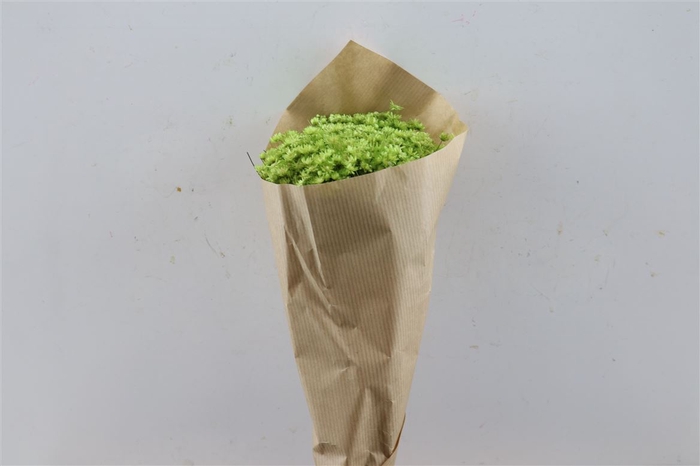 Dried Glixia Marcela Apple Green Bunch