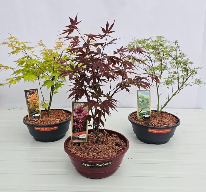 <h4>Acer palmatum</h4>