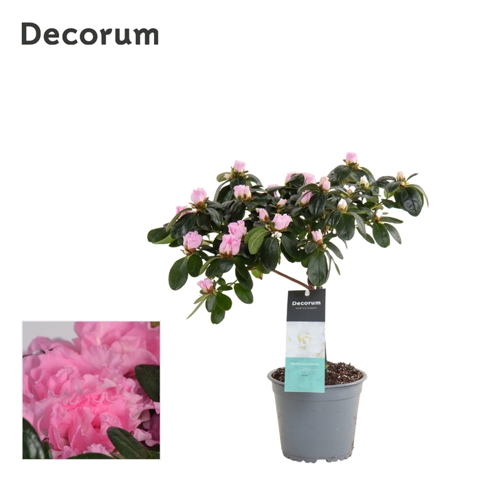 <h4>Azalea 13 cm stam Roze - Mimesis</h4>