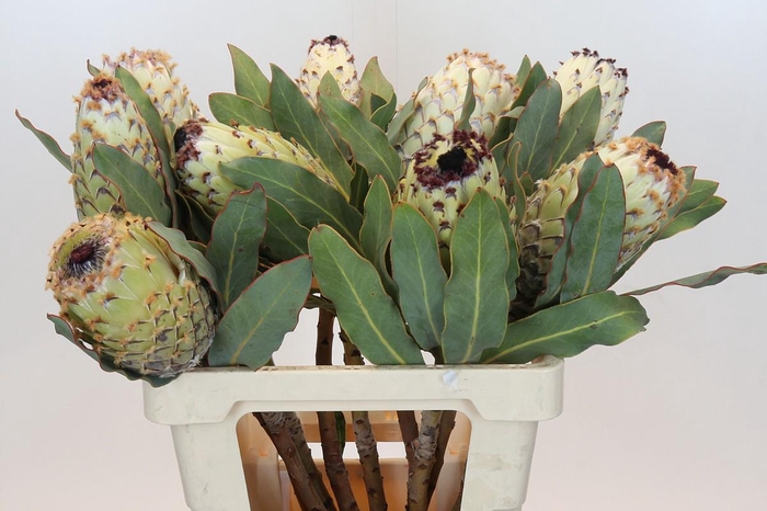 <h4>Protea Barbigera Ice Queen Air</h4>