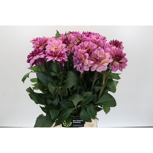 Dahlia Skyfall
