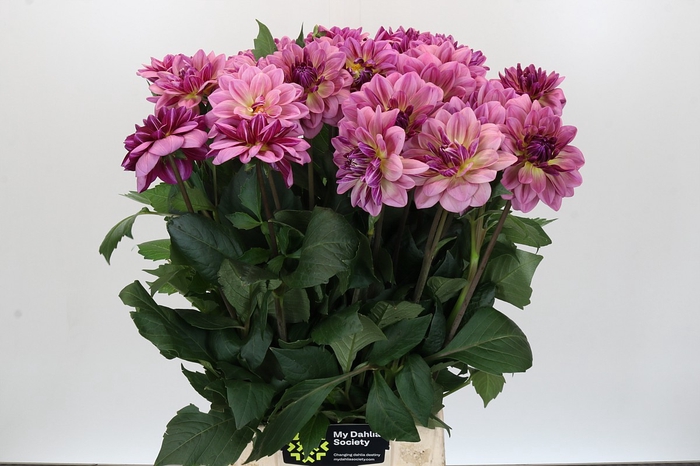 <h4>Dahlia Skyfall</h4>