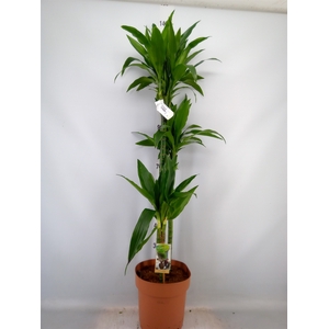 Dracaena frag. 'Janet Craig'