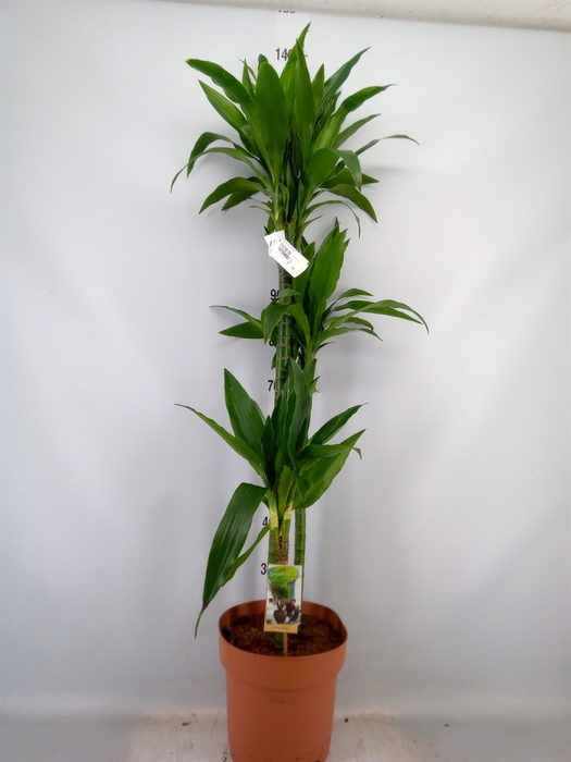 <h4>Dracaena frag. 'Janet Craig'</h4>