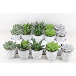 arr3 OV - Ker. Stockholm x15