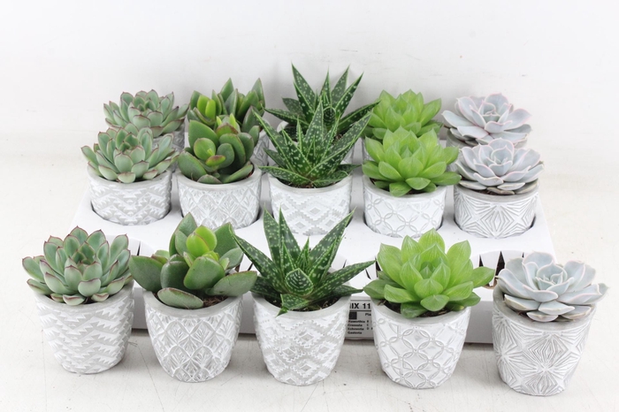 <h4>arr3 OV - Ker. Stockholm x15</h4>