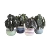 ALOCASIA MIX P10.5 L 65885