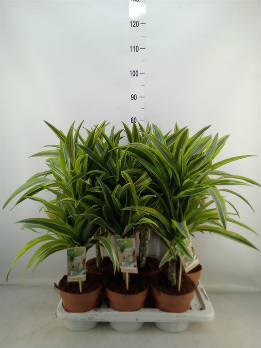<h4>Dracaena fr de 'LemonLime'</h4>