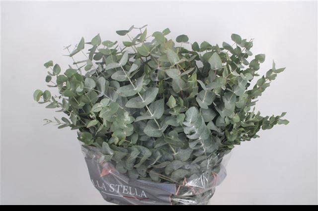 <h4>EUC CINEREA PER BOS</h4>