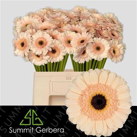 <h4>Gerbera mini Cafe</h4>