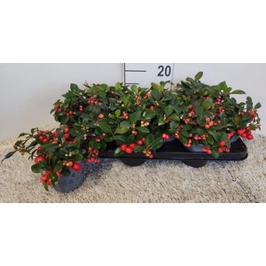 !! PROMO !! GAULTH PR BIG BERRY