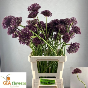 Allium Miami